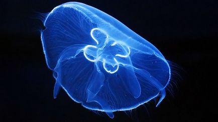Топ 10 найбільші медузи в світі