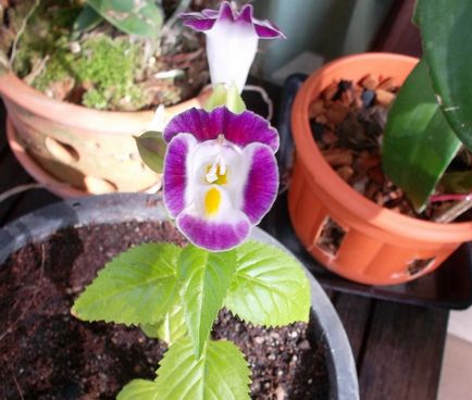 Torenia de la transplant până la înflorire, cabana de tanin