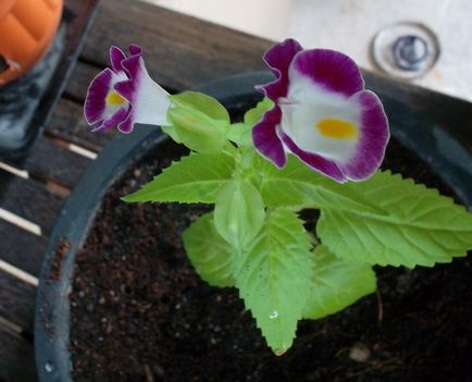 Torenia de la transplant până la înflorire, cabana de tanin