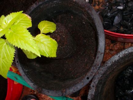 Торенія від пересадки до цвітіння, таніну дача