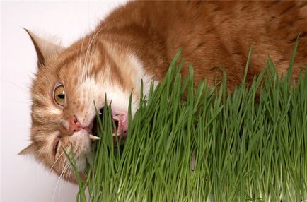 Трава для котів - для чого вона потрібна, і де її взяти, статті про кішок