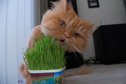 Трава для котів - для чого вона потрібна, і де її взяти, статті про кішок
