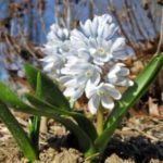 Trillium plantare și îngrijire cu flori mari