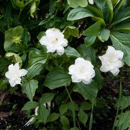 Trillium de plantare și de îngrijire, specii și soiuri, fotografie