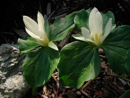 Trillium de plantare și de îngrijire, specii și soiuri, fotografie