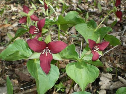 Trillium de plantare și de îngrijire, specii și soiuri, fotografie