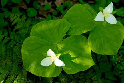 Trillium de plantare și de îngrijire, specii și soiuri, fotografie