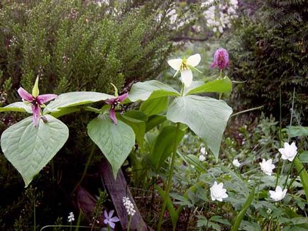 Trillium de plantare și de îngrijire, specii și soiuri, fotografie