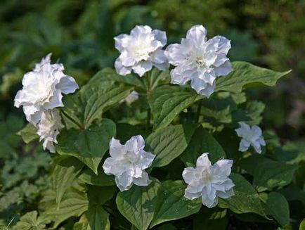 Trillium de plantare și de îngrijire, specii și soiuri, fotografie