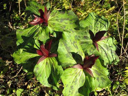 Trillium de plantare și de îngrijire, specii și soiuri, fotografie