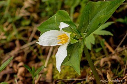 Trillium de plantare și de îngrijire, cultivare, reproducere, descriere, soiuri de trilium