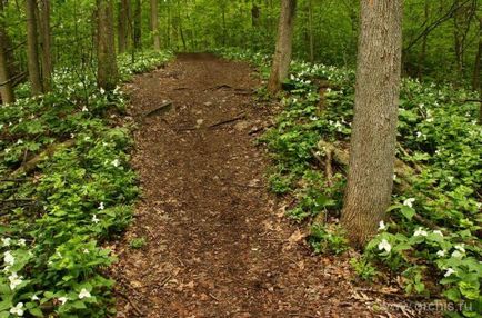 Trillium de plantare și de îngrijire, cultivare, reproducere, descriere, soiuri de trilium