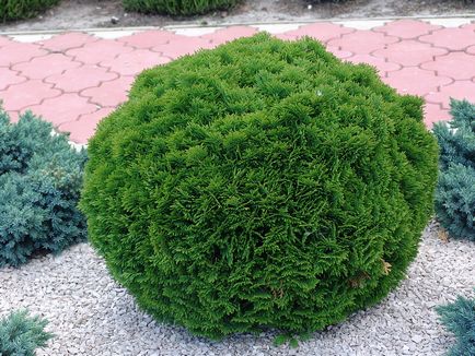 Thuja occidentalis Danica ültetés és gondozás, fotó