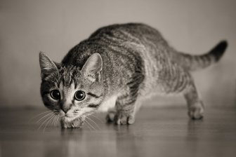 A tudósok bebizonyították, hogy a macskák képesek megjósolni a jövőt