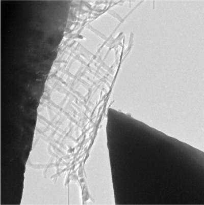 Oamenii de știință cresc o scară nanometrică pentru a lua în posesie transferul de energie, nanotecnologia nanonewsnet