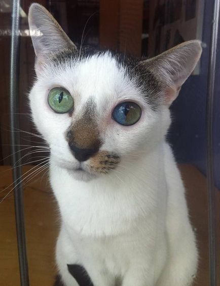 Aceste pisici - cei mai frumosi ochi de pe planeta, vmzh