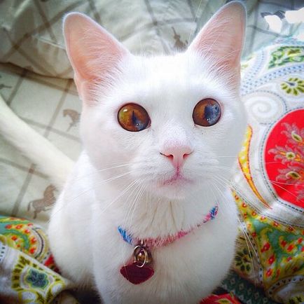 Aceste pisici - cei mai frumosi ochi de pe planeta, vmzh