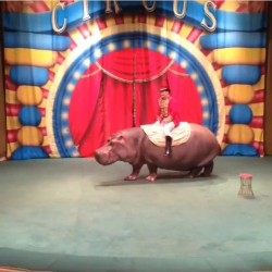 Colțul bunicului este prost, teatrul de animale - petrecerea timpului liber cu copilul