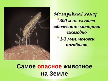 Укус комара як врятуватися від настирливих комах