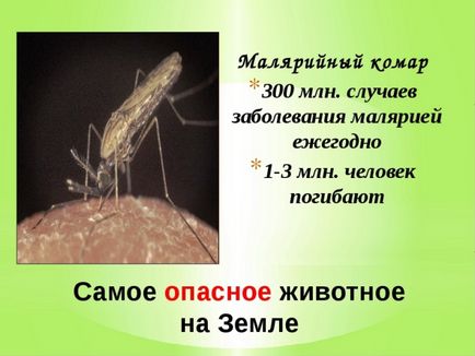 Mosquito mușcă cum să scape de insecte deranjante