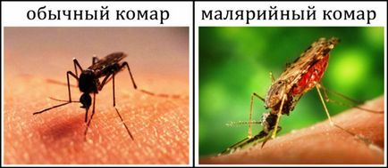 Mosquito mușcă cum să scape de insecte deranjante
