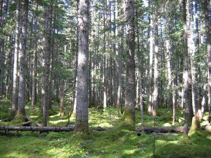 Ussuriysk taiga plante, animale, caracteristici