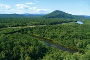 Ussuriysk taiga plante, animale, caracteristici