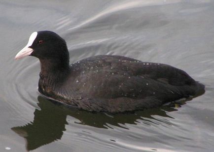 Duck negru caracteristică și fotografie
