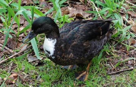 Duck negru caracteristică și fotografie