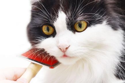 Grijă de o pisică cum să păstreze curățenia în casă - timp liber - animale pe