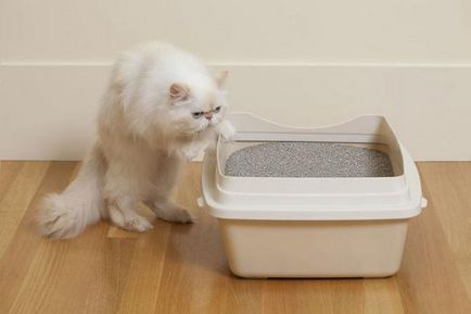 Grijă de o pisică cum să păstreze curățenia în casă - timp liber - animale pe