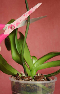 Догляд за орхідеєю після цвітіння в домашніх умовах - поради і відео