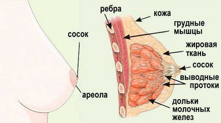 Anatomia mamară Uzi