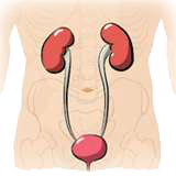 Urologul Vao în kuzminki al clinicii noastre este un specialist de cea mai înaltă clasă