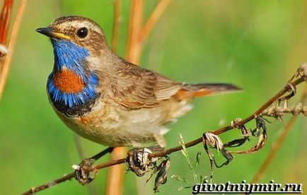 Bluethroat madár