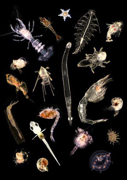 Вертикальні міграції планктону, фото вертикальні міграції планктону доповідь реферат