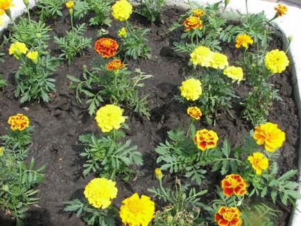 Cultivarea galbenelor de la pregătirea solului până la îngrijirea florilor