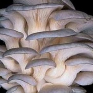 Вирощування грибів, світ жінки