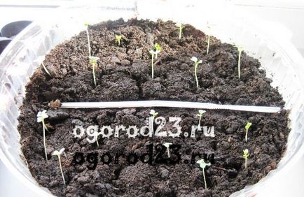 Varză cultivată - soiuri, material săditor, fertilizare, dăunători