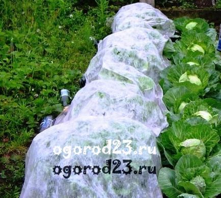 Varză cultivată - soiuri, material săditor, fertilizare, dăunători