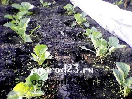 Varză cultivată - soiuri, material săditor, fertilizare, dăunători