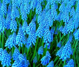 Cultivarea muscari pe fereastra, casa si gradina noastra este casa si gradina noastra