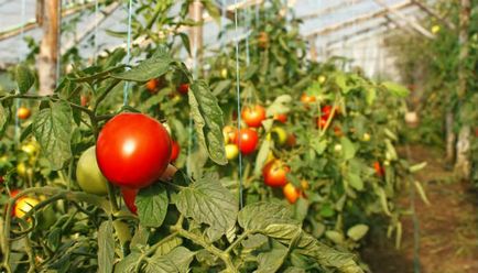 Cultivarea tomatelor într-o seră