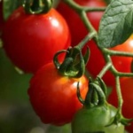 Вирощування помідорів в теплиці особливості догляду