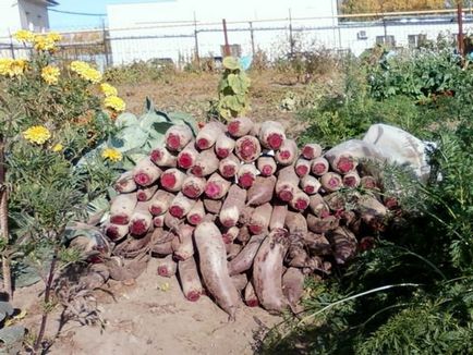 Cultivarea sfeclei în Siberia