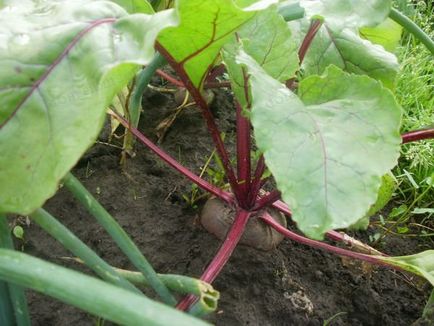 Sfeclă cultivată în Siberia