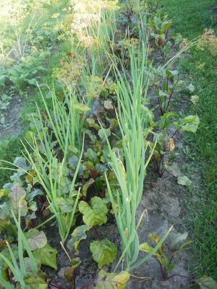 Cultivarea sfeclei în Siberia