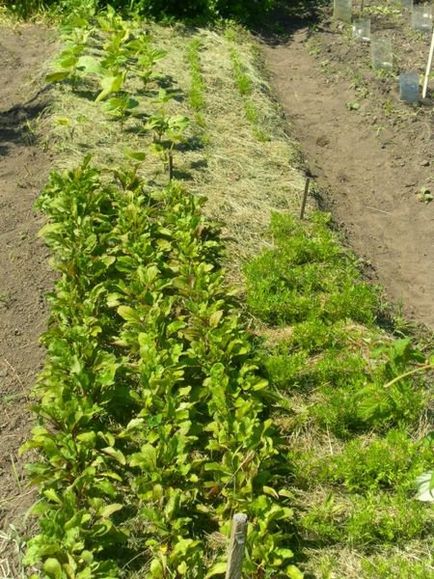 Sfeclă cultivată în Siberia