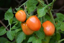 Вирощування томатів у відкритому грунті