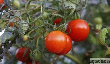 Cultivarea tomatelor în sol deschis și o seră